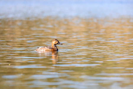 female of wild bird duck mallard, anas platyrhynchos, swim in morning light on spring pond. Czech Republic, Europe wildlifeの写真素材