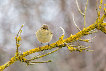 small song bird Willow Warbler (Phylloscopus trochilus) sitting on the branch. Little songbird in the natural habitat. Spring time. Czech Republic, Europe wildlifeの写真素材