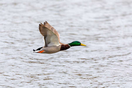 male of duck flying over the pond. wild bird mallard (Anas platyrhynchos) in countryside. Czech...