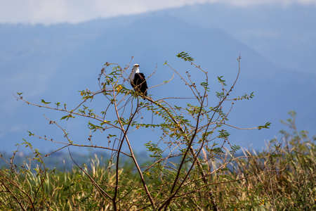 African Fish Eagle perched on tree, Haliaeetus vocifer, large species of eagle found throughout sub-Saharan Africa, Chamo lake, Ethiopia Africa wildlifeの写真素材