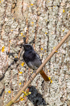 Black Redstart (Phoenicurus Ochruros) perched on twig, Czech Republic wildlifeの写真素材