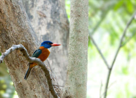 beautiful colorful bird green-backed kingfisher (Actenoides monachus) perches on a branch in indonesian jungle, endemic species to Indonesia wildlife, birding Asia, Tangkoko, Sulawesiの写真素材