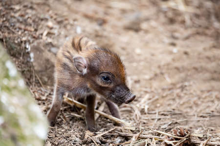 Small cute playful baby with lying mom sows of Visayan warty pig (Sus cebifrons) is a critically endangered species in the pig genus. It is endemic to Visayan Islands in the central Philippinesの写真素材