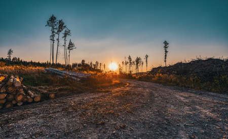 summer sunset in countryside, deforested landscape after beetle attack, Vysocina, Czech Republicの写真素材