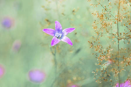 flower campanula patula, wild flowering plant, beautiful purple spreading bell flower in bloom, Summertime in meadow, Europe, Czech Republicの写真素材