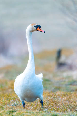 Common european wild big bird mute swan, Cygnus olor, walking on the shore of the pond. Czech Republic Europe wildlifeの写真素材
