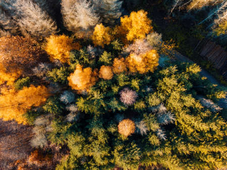 Aerial view of beautiful forest in autumn, Orange and green autumn trees in colorful forestの写真素材