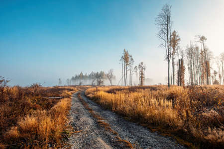 Countryside landscape, autumn season, with fall colored tree. Czech Republic, Vysocinaの写真素材