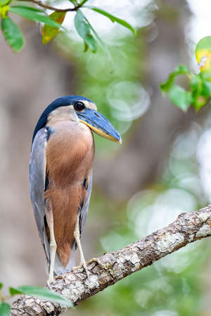 Boat-billed heron (Cochlearius cochlearius) hidden in mangrove swamps in Tarcoles river. Wildlife and birdwatching in Costa Rica.の写真素材