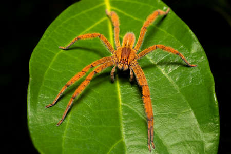 Wandering spider (Cupiennius getazi, Ctenidae)) Large spider wanders around at night looking for...
