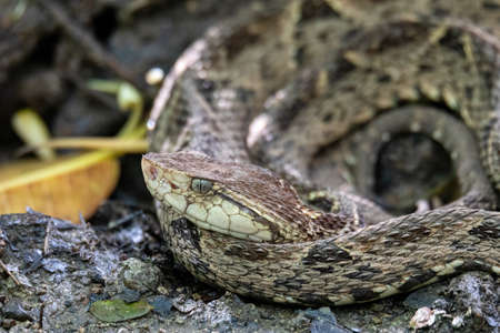 Danger and deadly venomous snake Terciopelo (Bothrops asper), resting near tourist path in Carara...