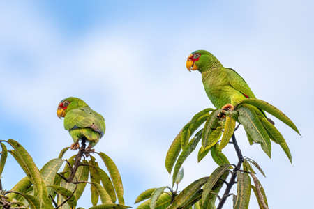 white-fronted amazon (Amazona albifrons) also known as the white-fronted parrot, or spectacled...