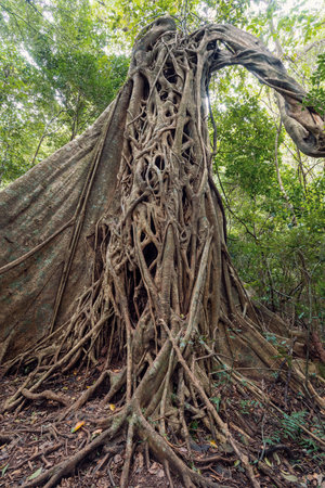 Tangled Fig Tree and tree trunks in tropical jungle forest, Rincon de la Vieja National Park, Rincon de la Vieja National Park, Guanacaste Province, Costa Ricaの写真素材