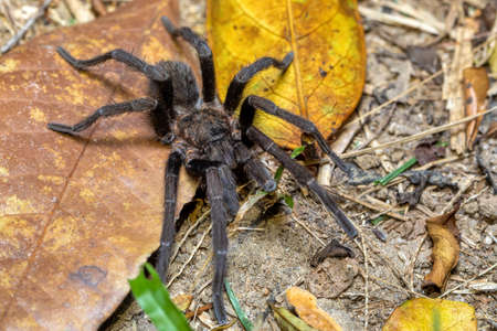 Big and scary danger tarantula spider walking and hunting on the ground at night. Tarantula...