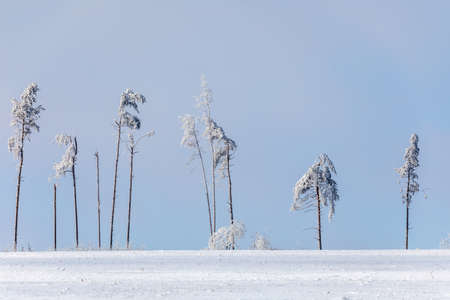 partially deforested forest landscape, winter theme. Spruce tree covered by white snow Czech...