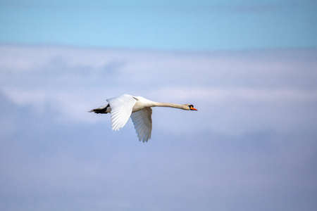 flying Mute Swan, Cygnus Olor, In Flight. Europe, Czech Republic wildlifeの写真素材