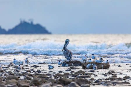 Evening view of the Pacific Coast of Tarcoles in Carara with water birds. Majestic pelican in center. Tarcoles, Costa Rica. Pura Vida concept, travel to exotic tropical country.の写真素材