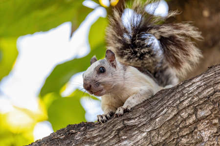 Variegated squirrel (Sciurus variegatoides) feeding on tree near Playa Del Coco. Costa Rica wildlifeの写真素材