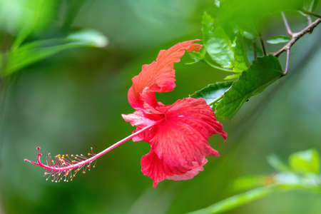 Very pretty red Hibiscus flower with shallow focus, blurry green background and space for text,...