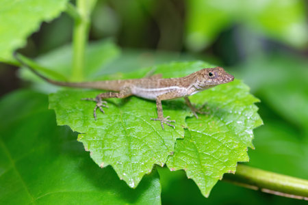 Small endemic forest lizard Anolis polylepis, the many-scaled anole or Golfo-Dulce anole, Quepos Costa Rica wildlifeの写真素材