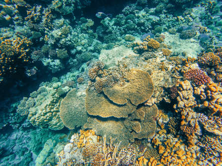 Underwater landscape, beautiful diversity of colorful coral reef garden and fish in amazing red sea, Marsa Alam, Egyptの写真素材