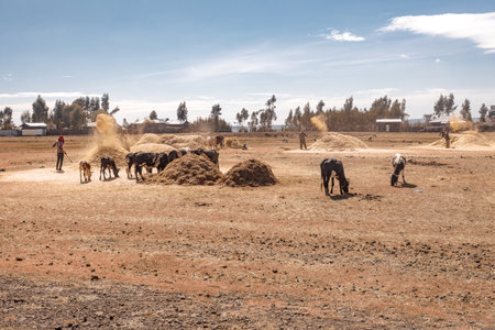 OROMIA REGION, ETHIOPIA, APRIL 19.2019, Ethiopian farmers are throwing grain in a farm near Addis Ababa. April 19. 2019 in Oromia Region, Ethiopiaのeditorial素材