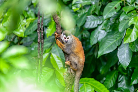Cute playful Central American squirrel monkey (Saimiri oerstedii), Quepos, Costa Rica wildlife
