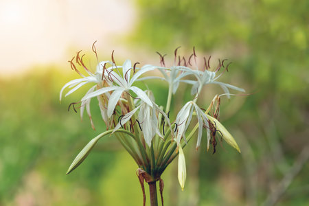 Crinum asiaticum, commonly known as poison bulb, giant crinum lily, grand crinum lily, or spider lily, Flower growing in wilderness of Tsingy de Bemaraha. Wild growing plants in Madagascar.の写真素材