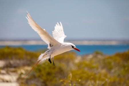 The red-tailed tropicbird (Phaethon rubricauda) in flight. Seabird native to tropical parts of Indian and Pacific Oceans. Bird flying against blue sky on island Nosy Ve. Madagascar wildlife animal.の写真素材