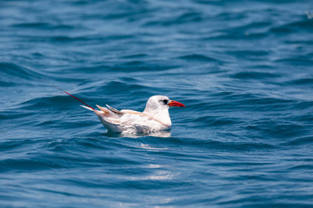 The red-tailed tropicbird (Phaethon rubricauda) swims in sea. Seabird native to tropical parts of Indian and Pacific Oceans. Bird floating on Indian ocean Island Nosy Ve. Madagascar wildlife animal.の写真素材