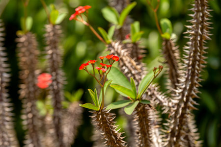 Wild forest red flower, Crown of thorns, (Euphorbia milii Des Moul), Rain forest in Reserve Peyrieras Madagascar Exotic. Madagascar wild plantの写真素材