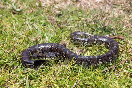 Sanzinia madagascariensis, also known as the Malagasy tree boa or Madagascar tree boa, big...