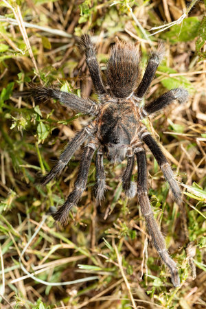 Big scary spider, tarantula family hunting at night. Tarantula (Sericopelma melanotarsum). Curubande...