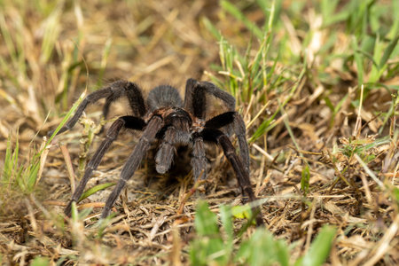 Big scary spider, tarantula family hunting at night. Tarantula (Sericopelma melanotarsum). Curubande...