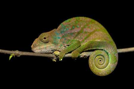 O'Shaughnessy's chameleon (Calumma oshaughnessyi), endemic species of chameleon, Andasibe-Mantadia National Park, Madagascar wildlife animalの写真素材