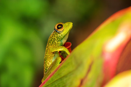 Boophis elenae, endemic species of frog in the family Mantellidae, Ranomafana National Park, Madagascar wildlife animalの写真素材