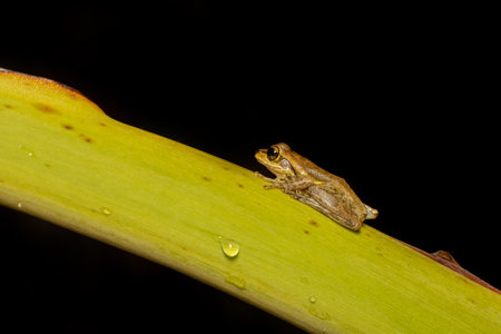 Boophis doulioti, endemic species of frog in the family Mantellidae. Tsingy de Bemaraha, Madagascar...