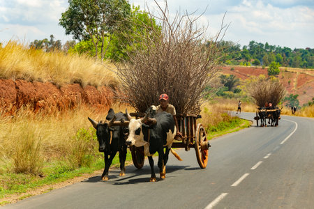 Mandoto, Madagascar - November 1, 2022: Traditional zebu carriage on the road. The zebu is widely used as a draft animal in Madagascar.のeditorial素材