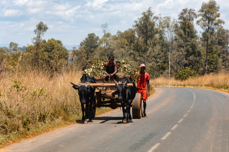 Mandoto, Madagascar - November 1, 2022: Traditional zebu carriage on the road. The zebu is widely used as a draft animal in Madagascar.のeditorial素材