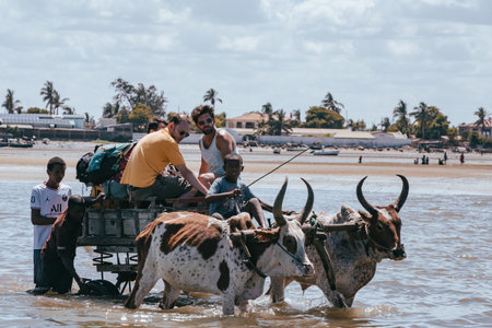 Toliara, Madagascar - November 21, 2022: Traditional zebu carriage takes tourists to the boat at low tide. The zebu is widely used as a draft animal in Madagascar.のeditorial素材