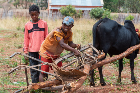 Ankazomiriotra, Madagascar - November 1, 2022: Malagasy farmer, with the help of his sons, engages the plow with the zebu. Agriculture is one of the main means of livelihood in the countryside.のeditorial素材