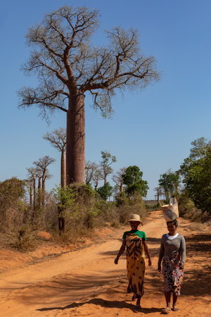 Belo Sur Tsiribihina, Madagascar - November 4, 2022: Malagasy women with baskets on their heads walk along a dirt road between baobabs through the traditional Madagascar countryside.のeditorial素材