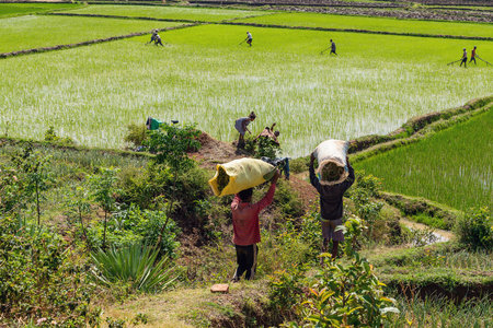 Ranomafana, Madagascar - November 1, 2022: Malagasy farmers, working on rice fields. Agriculture is one of the main means of livelihood in the countryside.のeditorial素材