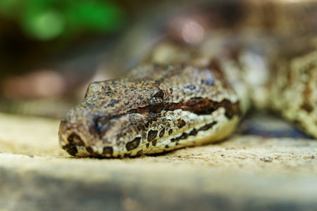 Dumeril's boa, (Acrantophis dumerili), big non-venomous endemic snake in the family Boidae on the...