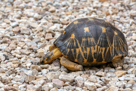 Radiated tortoise (Astrochelys radiata), critically endangered endemic turtle species in the family Testudinidae. Antsirabe, Madagascar wildlife animalの写真素材
