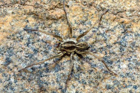 Wolf spider, endemic members of the family Lycosidae, robust and agile hunters with excellent eyesight.. Ambalavao, Madagascar wildlifeの写真素材