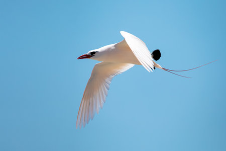 The red-tailed tropicbird (Phaethon rubricauda) in flight. Seabird native to tropical parts of...