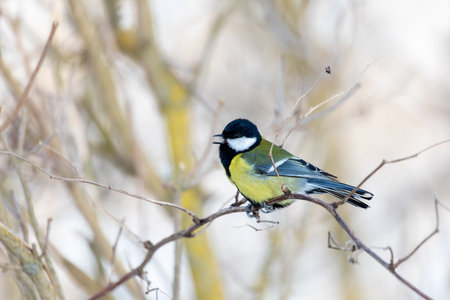 Common European bird Eurasian blue tit (Cyanistes caeruleus) in the winter nature perched on a tree branch. Czech Republic wildlifeの写真素材