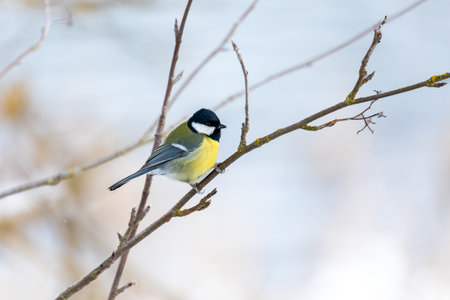 Common European bird Eurasian blue tit (Cyanistes caeruleus) in the winter nature perched on a tree branch. Czech Republic wildlifeの写真素材
