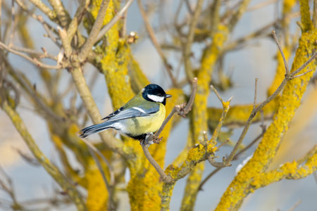 Common European bird Eurasian blue tit (Cyanistes caeruleus) in the winter nature perched on a tree branch. Czech Republic wildlifeの写真素材